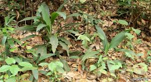 Image result for Curculigo latifolia