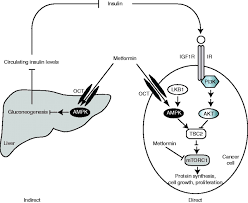 By inhibition of mitochondrial respiration but also perhaps by inhibition of mitochondrial glycerophosphate dehydrogenase, and a mechanism involving the lysosome. Metformin In Cancer Translational Challenges In Journal Of Molecular Endocrinology Volume 48 Issue 3 2012