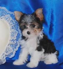 The parti yorkie gene can only be expressed if a parti gene carrier is bred to another parti gene carrier. Teacup Parti Yorkie Puppy For Sale In Blookshire Texas Yorkie Puppy For Sale Teacup Yorkie For Sale Yorkie