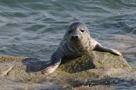 Das macht auch deshalb sinn, weil es sich zeitlich nicht ausgeht, am selben tag die fähre zu erreichen. Hanse Bremerhavener In Helgoland Deutschland Bewertungen Preise Planet Of Hotels