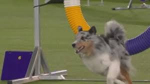 149th annual Westminster Kennel Club Dog Show