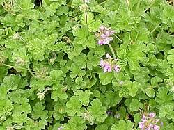 Image result for Geraniaceae