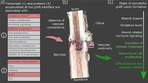 نتیجه جستجوی لغت [graft] در گوگل