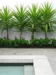 Tdl Tim Davies Landscaping Perth Western Australia Plants Around Pool Pool Plants Low Maintenance Front Yard Landscaping Ideas