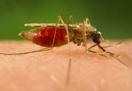 Well, mosquitoes are born in water and stay near water. Study Finds Climate Change Leads To More Malaria In Highlands Time