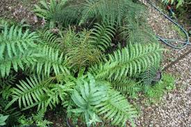 Image result for Lindsaea ensifolia