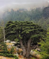 The Mighty Cedar Photo By Ragheb02 Hd Lebanon Lebanon Tree Lebanon Cedar Cedar Trees