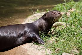 Image result for Otoptera