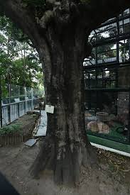 Image result for Elaeodendron orientale