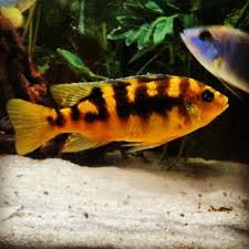 Bumble Bee Cichlid Cichlid Fish African Cichlids Cichlids