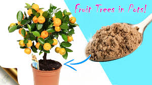 Container gardening fruit are surprisingly easy to grow, tasty and produce huge harvests of fresh tasty fruits for you and your family. How To Grow Lots Of Fruit Trees In Containers Gkvks Gardening Tips And Store