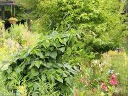 Image result for Periploca