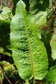 Image result for Rumex crispus