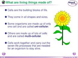 We did not find results for: Ks3 Biology 7a Cells Ppt Download