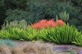 Image result for Asparagus radiatus