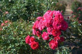 We did not find results for: Texas Roses Must Be On Year Round To Make The Cut