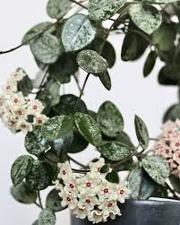 Image result for Hyparrhenia griffithii