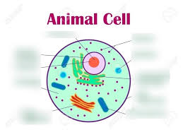 We did not find results for: Ocr A Level Biology 2 1 1 13 10 Diagram Quizlet