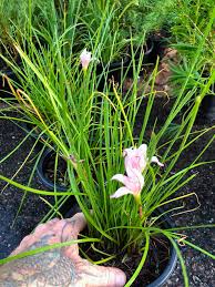 Image result for Zephyranthes candida