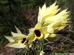 Image result for Disperis dicerochila