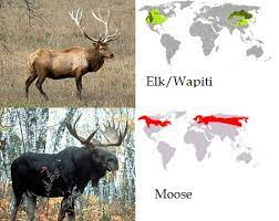 Moose milk, also known as elk milk, refers to milk produced by moose (alces alces). Moose Something Swedish