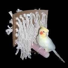 Big Birds You Can Have As Pets Make W Sisal Rope Homemade Bird Toys Diy Bird Toys Cockatiel Toys