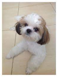 Read These Tips To Be The Best Dog Owner Possible Pets Dogs Tips Shih Tzu Grooming Shih Poo Shih Tzu Haircuts