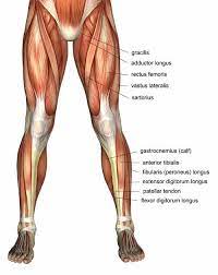 And these compartments are separated by intermuscular septa, and the interosseus membrane between the tibia and the fibula. Muscles In The The Upper Leg For The Thigh Where It Receives Torso For The Muscle Leg Muscles Anatomy Muscle Anatomy Muscle Diagram