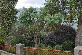 Image result for Bocconia arborea