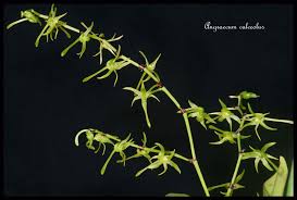 Image result for Angraecum calceolus