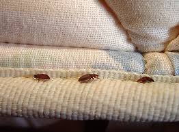 A bed bug has 6 legs. 3 Places In Upstate New York Make List Of Top Bed Bug Cities Newyorkupstate Com