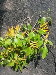 Image result for Agelanthus fuellebornii