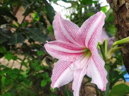 Image result for Amaryllidaceae