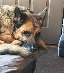 Rs 100,000trained dog with two puppies female. Choose The Right Breed Of Dog For Homestead And Family Mother Earth News