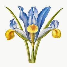 Bearded Iris Flower Png Hand Drawn Free Image By Rawpixel Com Eve