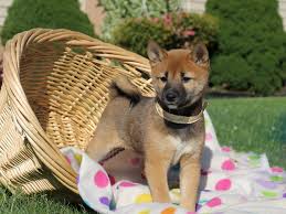 Purebred shiba inu puppies with full registrations have quite different price range depending on family records, bloodlines, sizes ect. Shiba Inu Near Me Petfinder