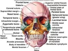 Human face has fourteen bones including the lacrimal bones, the zygomatic bones, the vomer, the nasal bones, the inferior nasal conchae, the these 14 bones form the basic shape of the face, and are responsible for providing attachments for muscles that make the jaw move and control facial. What Are The Bones Of The Human Face Quora