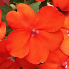 Image result for Impatiens briartii
