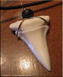 The great white shark has 5 rows of 46 teeth for a total of 230. Illegal White Shark Products Sale White Shark Trust For Research And Conservation