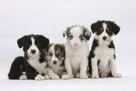 Check spelling or type a new query. Four Border Collie Puppies Photographic Print Mark Taylor Allposters Com