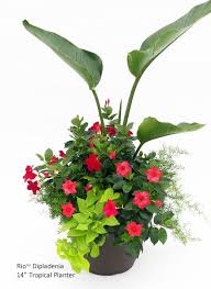 Bird Of Paradise In Pot Outside Rio Dipladenia Tropicals Image Gallery Container Gardening Flowers Plants Paradise Plant