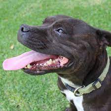 Staffordshire Bull Terrier Dog Breed Information Images More Pure Pet Food