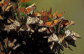 Santuarios De La Mariposa Monarca Que Puedes Visitar Esta Temporada En Mexico El Siglo De Torreon