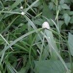 Image result for Kyllinga bulbosa