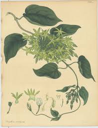 Image result for Pergularia