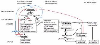 Reglarea Hormonala Ciclu Menstrual