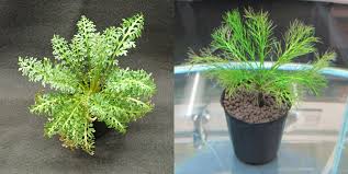 Image result for Rorippa