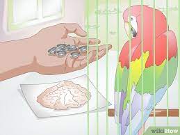 How To Care For A Bird (With Pictures) - Wikihow