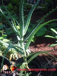 Step 1, pahamilah bahwa kemungkinan besar daun lidah buaya tidak dapat mengeluarkan akar dan tumbuh. Cara Menanam Lidah Buaya Aloe Vera Di Tanah Langsung