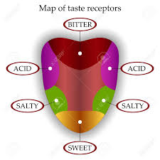 color map of taste receptors in the tongue four flavors sweet